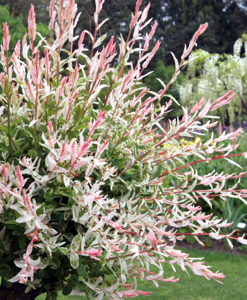 Ива Хакуро Нишики в каталоге СЦ Корекозево