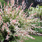 Миниатюра 1. Ива 