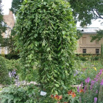 Миниатюра 2. Ива козья 