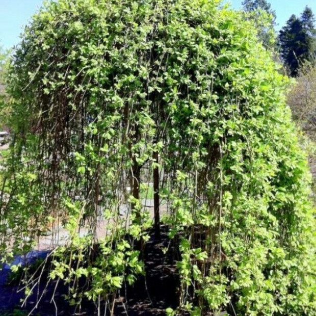 Фото 4. Ива козья 