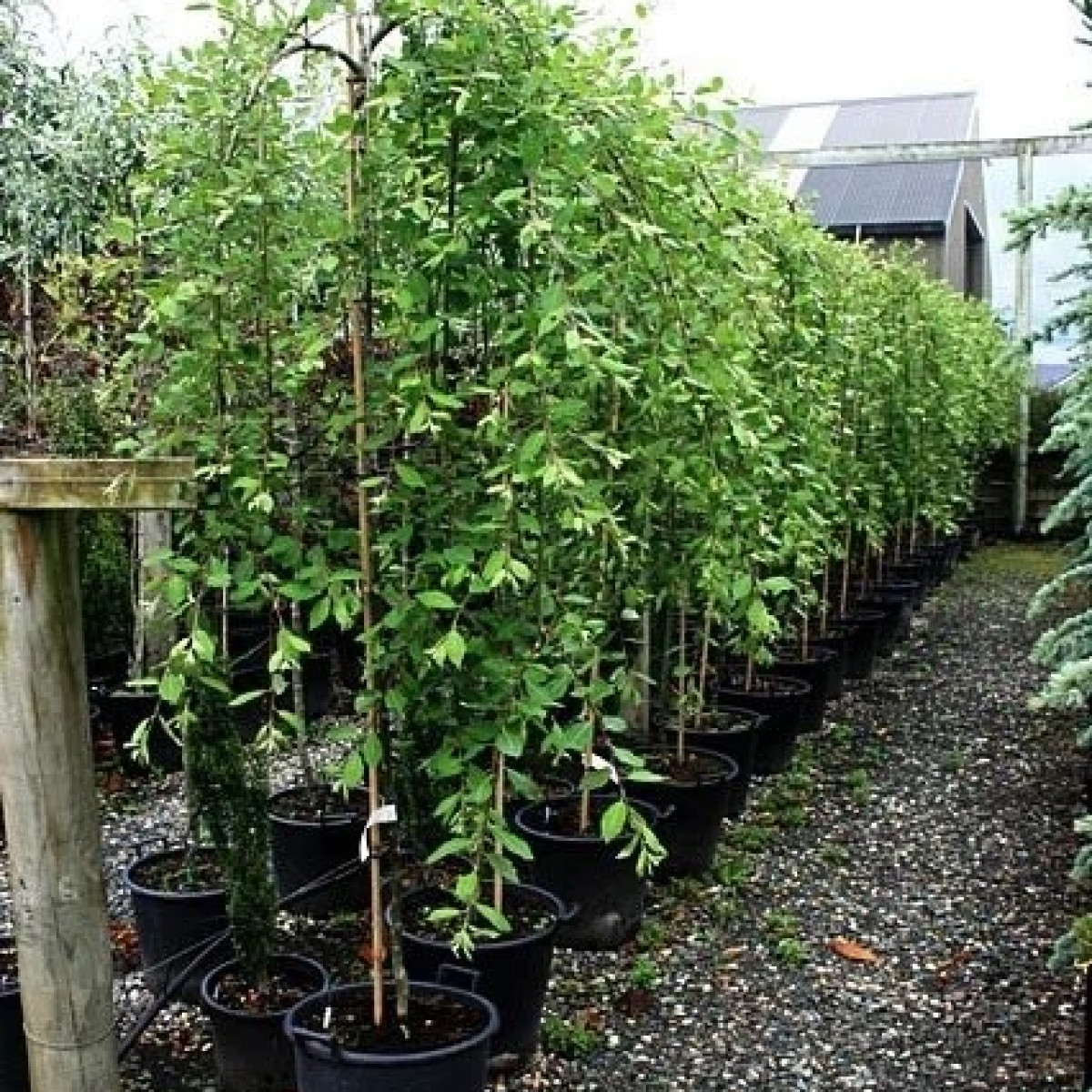 Ива козья Pendula в каталоге СЦ Корекозево