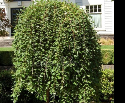 Ива козья Pendula в каталоге СЦ Корекозево