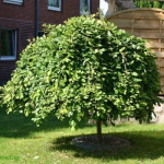 Миниатюра 3. Ива козья 