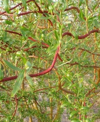 Ива Матсудана в каталоге СЦ Корекозево