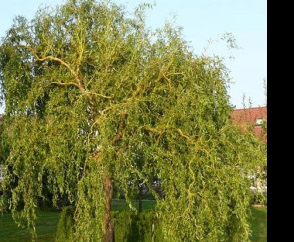 Ива Матсудана в каталоге СЦ Корекозево