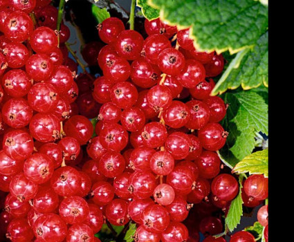 Смородина красная «Джонкер Ван Тетс» в каталоге СЦ Корекозево