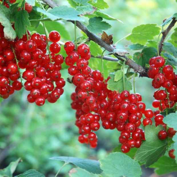 Фото 4. Смородина красная «Джонкер Ван Тетс» в каталоге СЦ Корекозево