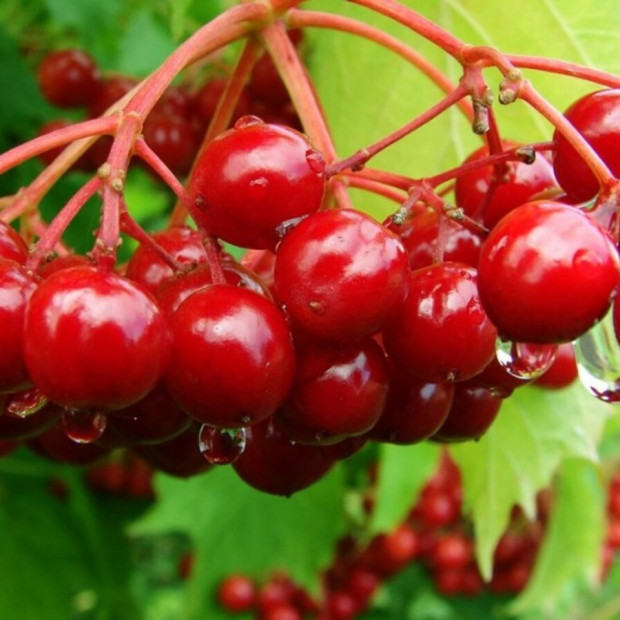 Фото 1. Калина сладкоплодная 