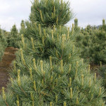 Миниатюра 1. Кедр европейский в каталоге СЦ Корекозево