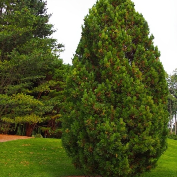 Фото 3. Кедр европейский в каталоге СЦ Корекозево