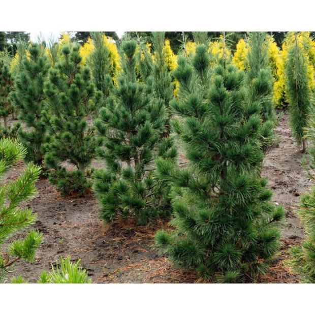 Фото 4. Кедр европейский в каталоге СЦ Корекозево