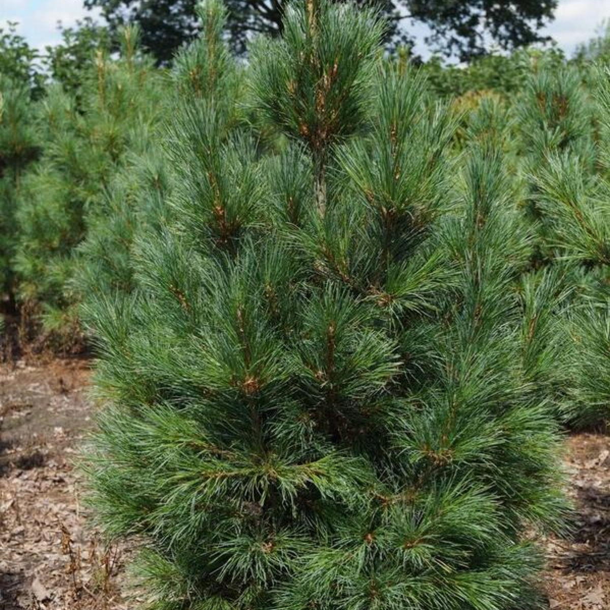 Кедр сибирский (сосна кедровая) в каталоге СЦ Корекозево