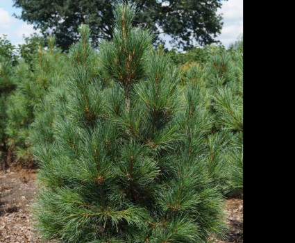 Кедр сибирский (сосна кедровая) в каталоге СЦ Корекозево