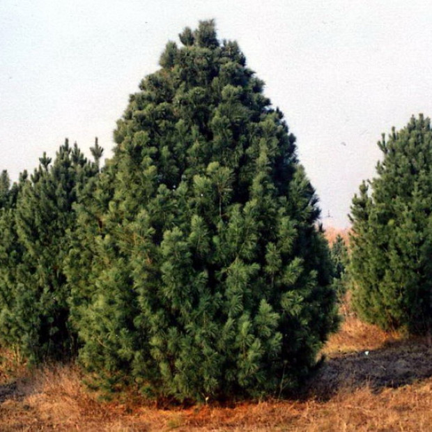 Фото 3. Кедр сибирский (сосна кедровая) в каталоге СЦ Корекозево