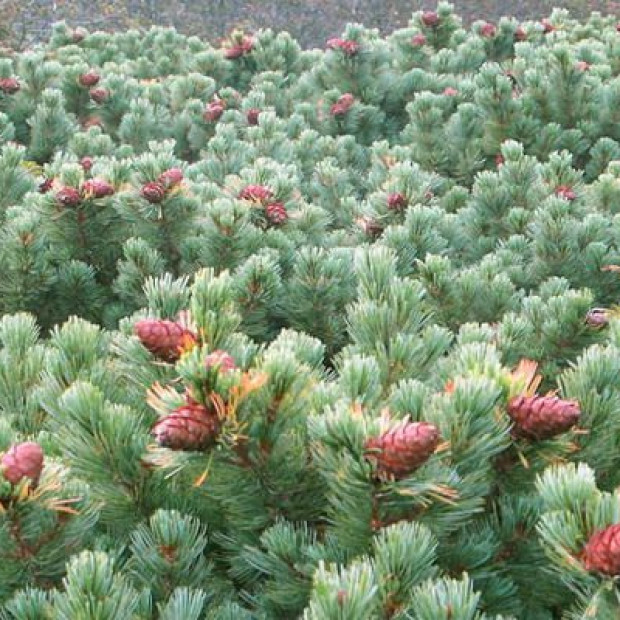 Фото 1. Кедровый стланик (Сосна стланиковая) в каталоге СЦ Корекозево