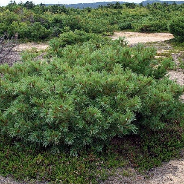 Фото 3. Кедровый стланик (Сосна стланиковая) в каталоге СЦ Корекозево