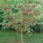 Миниатюра 2. Кизил садовый «Семен» в каталоге СЦ Корекозево