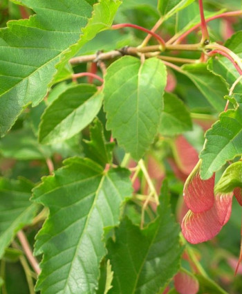 Клён Гиннала в каталоге СЦ Корекозево