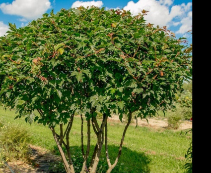 Клён Гиннала в каталоге СЦ Корекозево