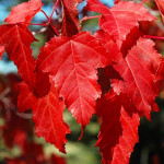 Миниатюра 3. Клён 