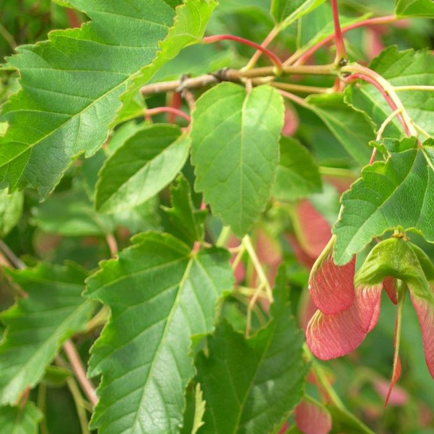 Фото 4. Клён 