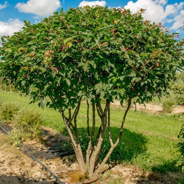 Фото 1. Клён 