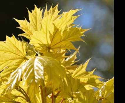 Клён остролистный Принцетон Голд в каталоге СЦ Корекозево