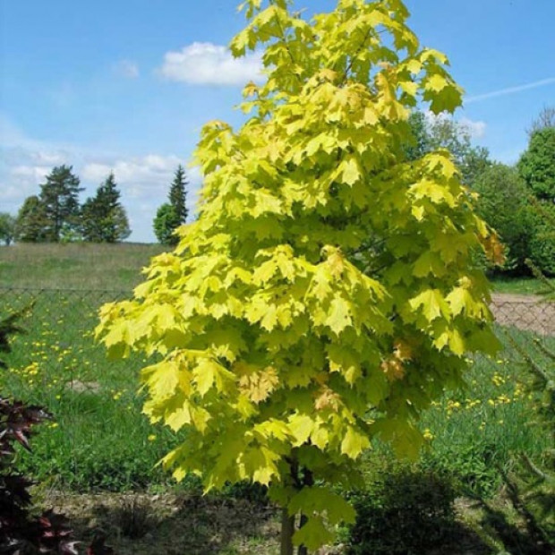 Фото 3. Клён остролистный 