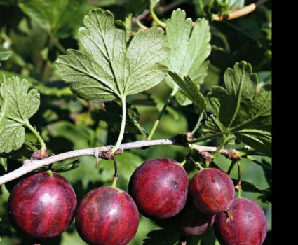 Крыжовник «Колобок» в каталоге СЦ Корекозево