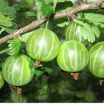 Миниатюра 1. Крыжовник «Малахит» в каталоге СЦ Корекозево