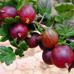 Миниатюра 1. Крыжовник «Сенатор(Консул)» в каталоге СЦ Корекозево