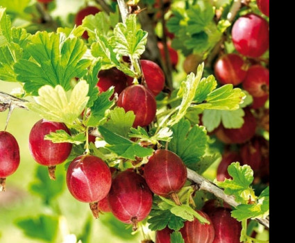 Крыжовник «Юбиляр» в каталоге СЦ Корекозево