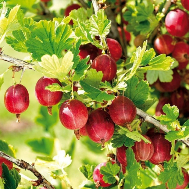 Фото 1. Крыжовник «Юбиляр» в каталоге СЦ Корекозево