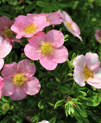 Лапчатка Лавли Пинк в каталоге СЦ Корекозево