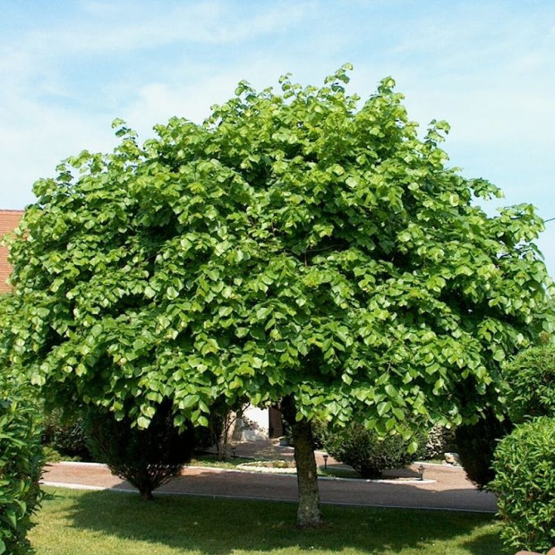 Фото 1. Липа крупнолистная в каталоге СЦ Корекозево
