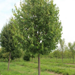 Миниатюра 1. Липа мелколистная в каталоге СЦ Корекозево