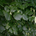 Миниатюра 4. Липа мелколистная в каталоге СЦ Корекозево