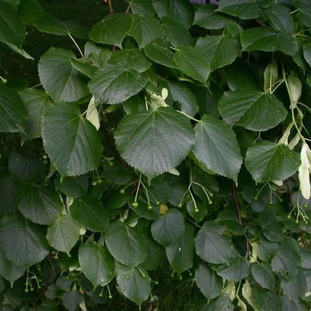 Фото 4. Липа мелколистная в каталоге СЦ Корекозево