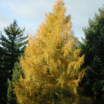 Миниатюра 2. Лиственница европейская в каталоге СЦ Корекозево