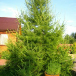 Миниатюра 1. Лиственница европейская в каталоге СЦ Корекозево