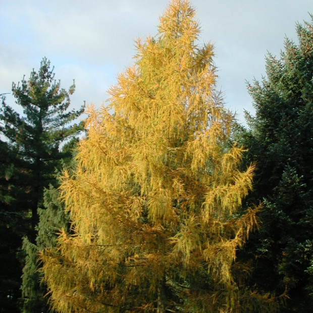 Фото 2. Лиственница европейская в каталоге СЦ Корекозево