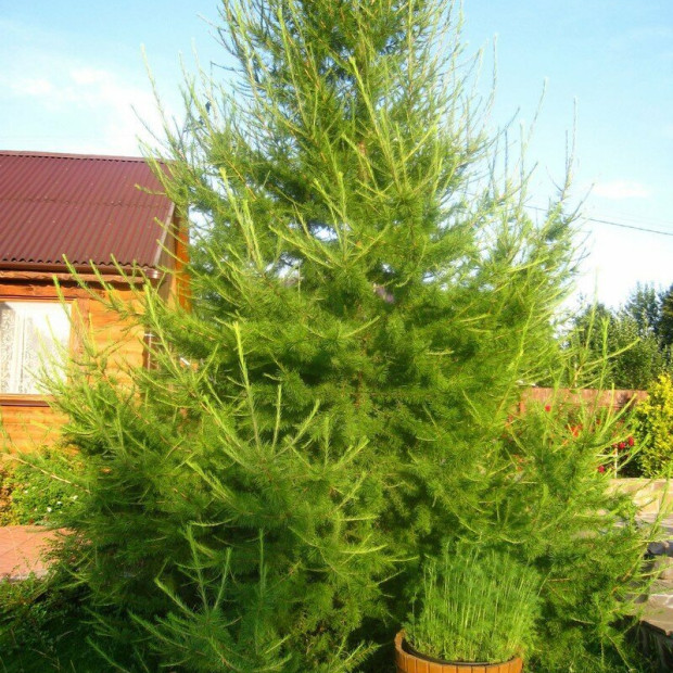 Фото 1. Лиственница европейская в каталоге СЦ Корекозево