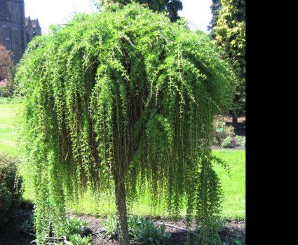 Лиственница европейская Pendula в каталоге СЦ Корекозево