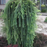 Миниатюра 2. Лиственница европейская 