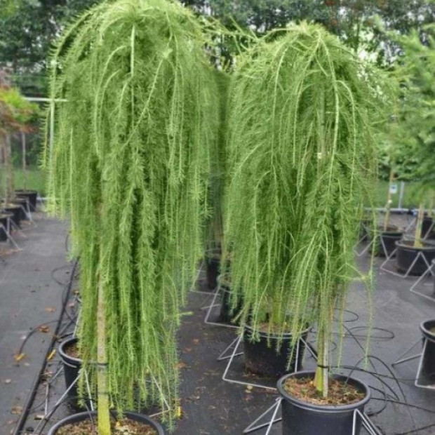 Фото 3. Лиственница европейская 