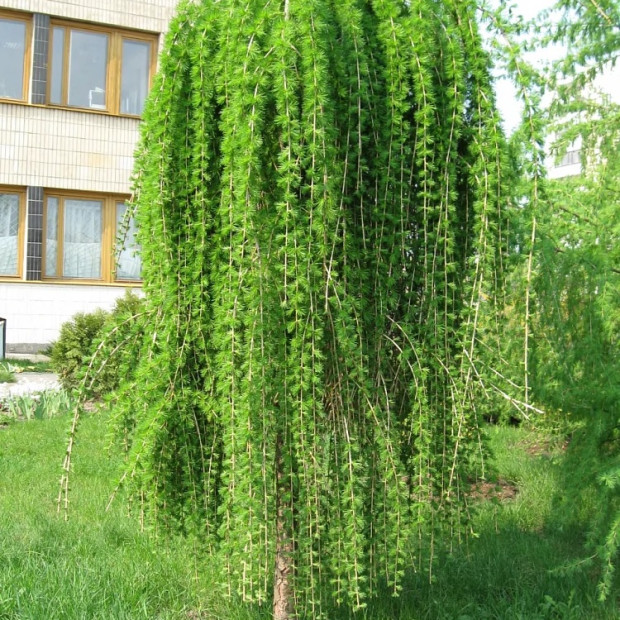 Фото 4. Лиственница европейская 