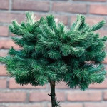 Миниатюра 2. Лиственница кемпфера 