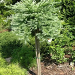 Миниатюра 4. Лиственница кемпфера 