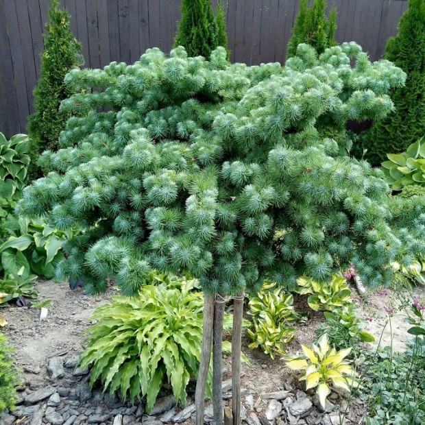 Фото 1. Лиственница кемпфера 