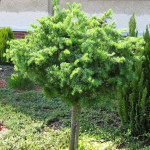 Миниатюра 2. Лиственница кемпфера 